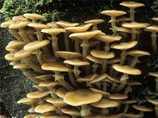 食用菌 (5).jpg 食用菌 (5).jpg