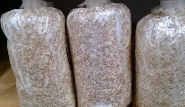 食用菌菌種 食用菌菌種